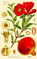 Punica granatum